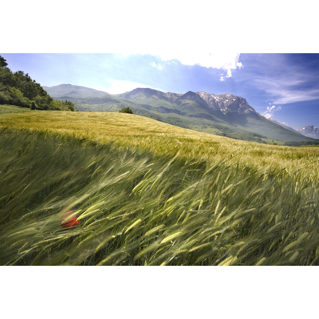 Wind In The Fields von Seraficus - Leinwanddrucke