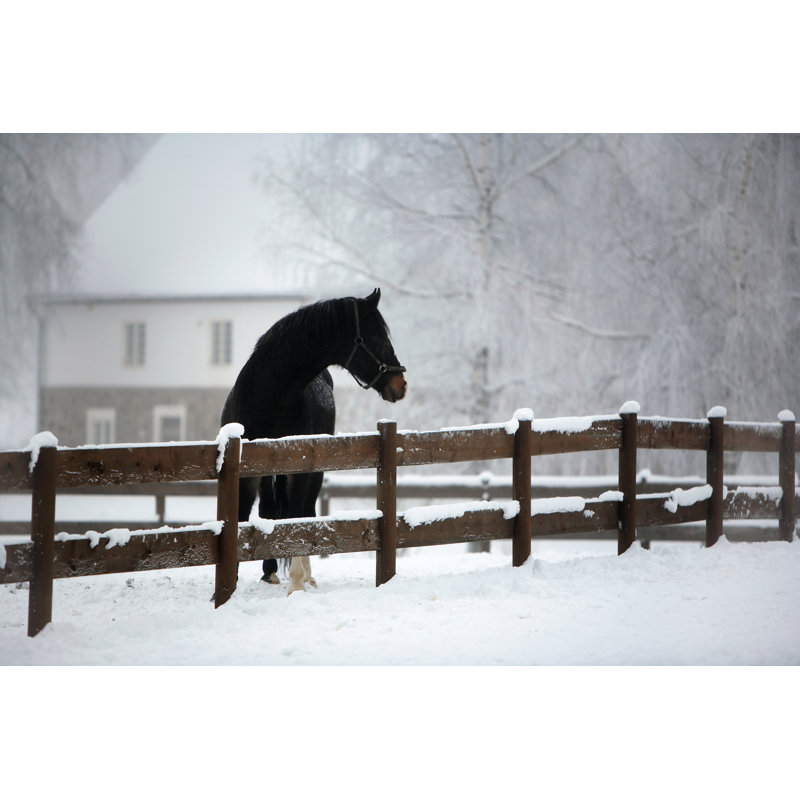 " Black Horse " by Imantsu, 8" H x 12" W