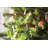 50.5' 100-Light String Lights-31889547