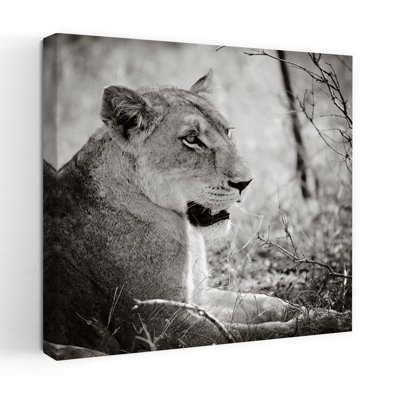 Lionne Square Bw Contemporary Lion, art animalier
