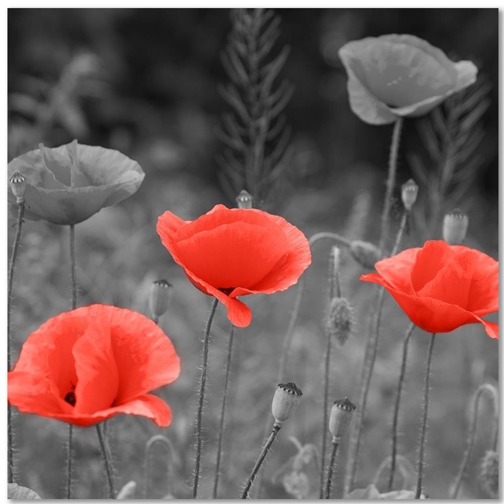 Leinwandbild Mohnblumen auf der Wiese