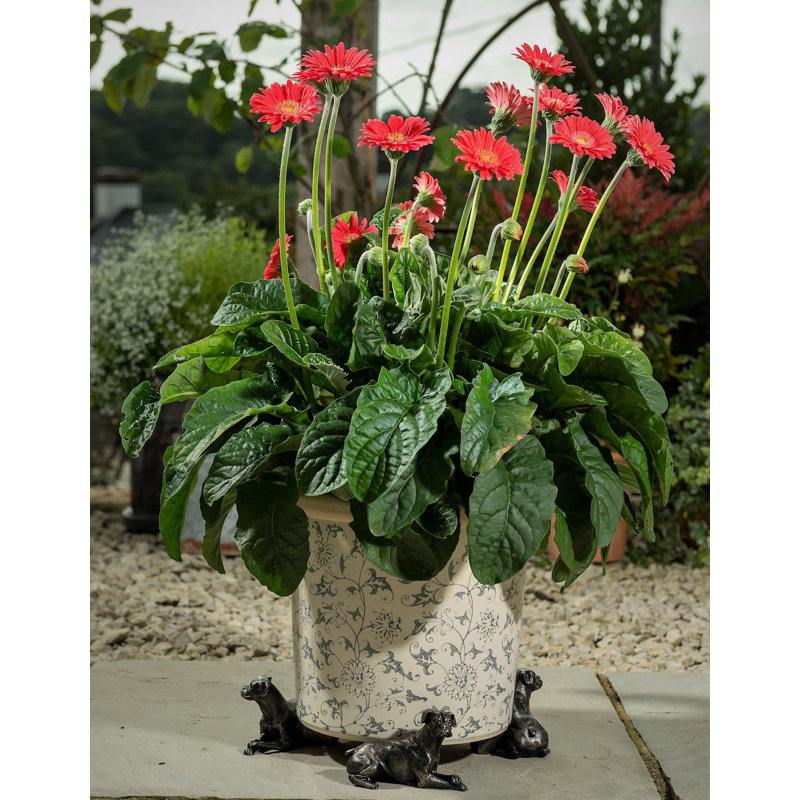 Pieds de jardinière boxer