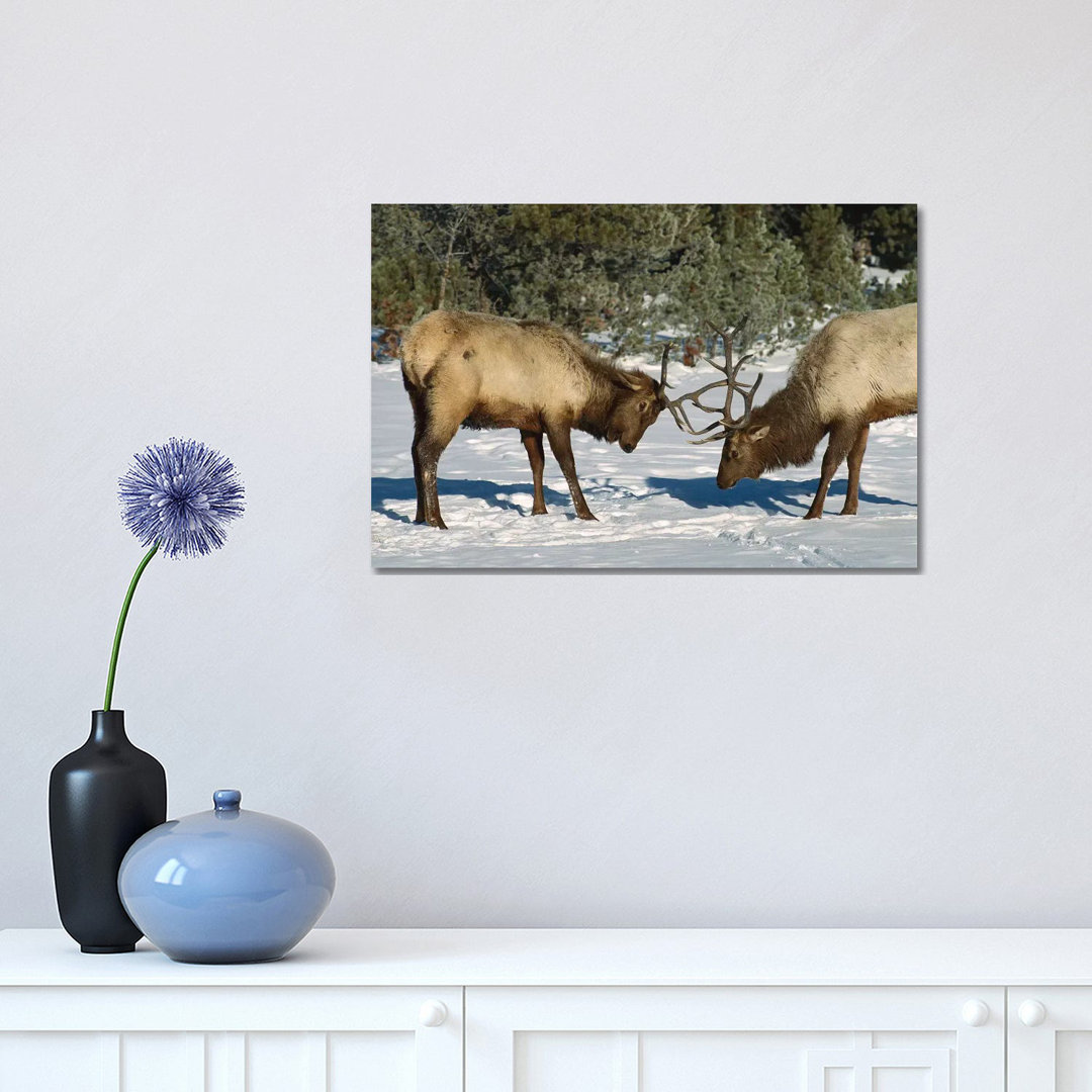 Elk Bulls Fighting, Yellowstone National Park, Wyoming by Konrad Wothe - Wrapped Canvas Print