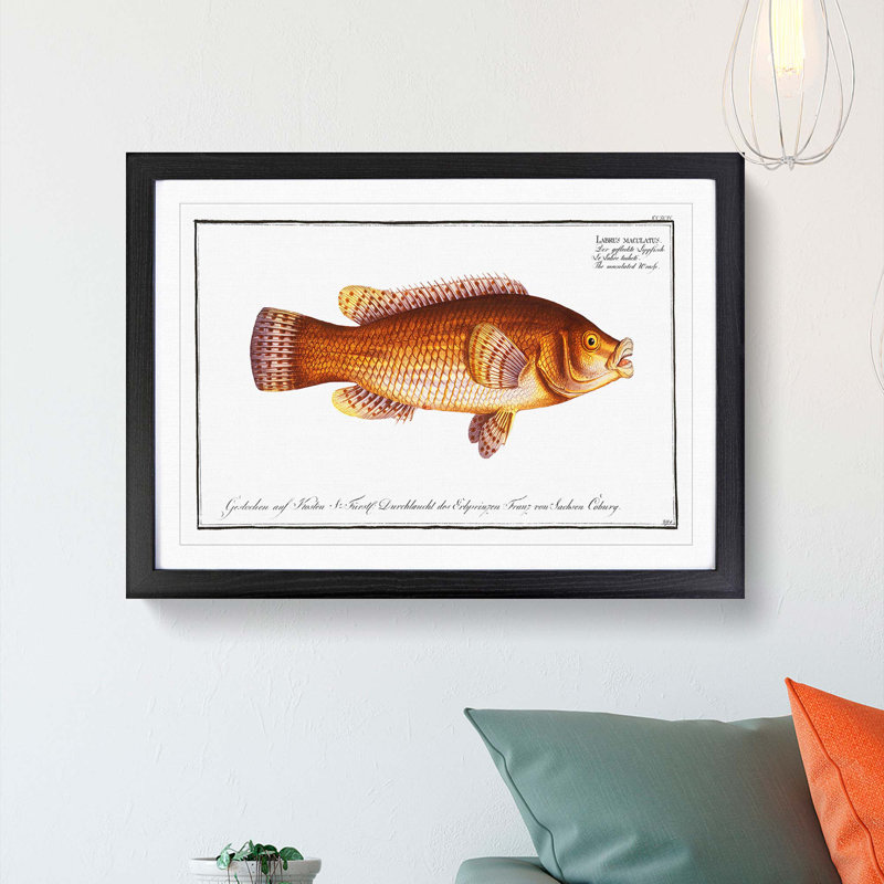Maculated Wrasse Fish by M.E. Bloch - Framed Print, 48cm H x 65cm W x 2cm D, Black Framed
