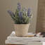 13cm Plant