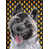 Akita (Grey and Black)