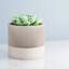 8 po Jardinière Sakura-137721272-137721274