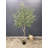 94" Large Artificial Olive Tree,Artificial Tree,Faux Tree