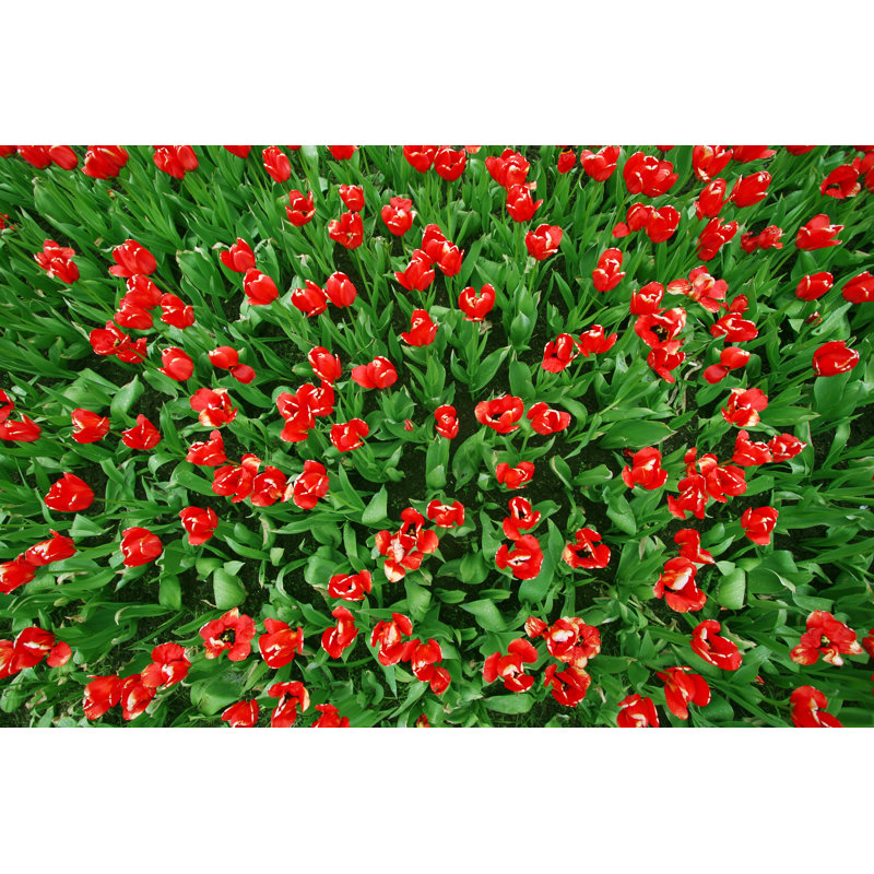 Falken Tulips Birds View - Wrapped Canvas Print, 30cm H x 46cm W x 3.8cm D