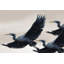 Graceful Flying Herons by Josie George — Animal Wall Art-1712002318-1712002358-1712002367