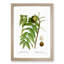 Black Walnut Tree by Pierre-Joseph Redoute - Picture Frame Graphic Art Print-55512411-55512409