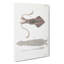 Illustrations of Squid by J.E. De Kay - Wrapped Canvas-55304403