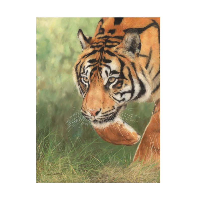 David Stribbling Tiger 8 Canvas Art, 24" H x 32" W