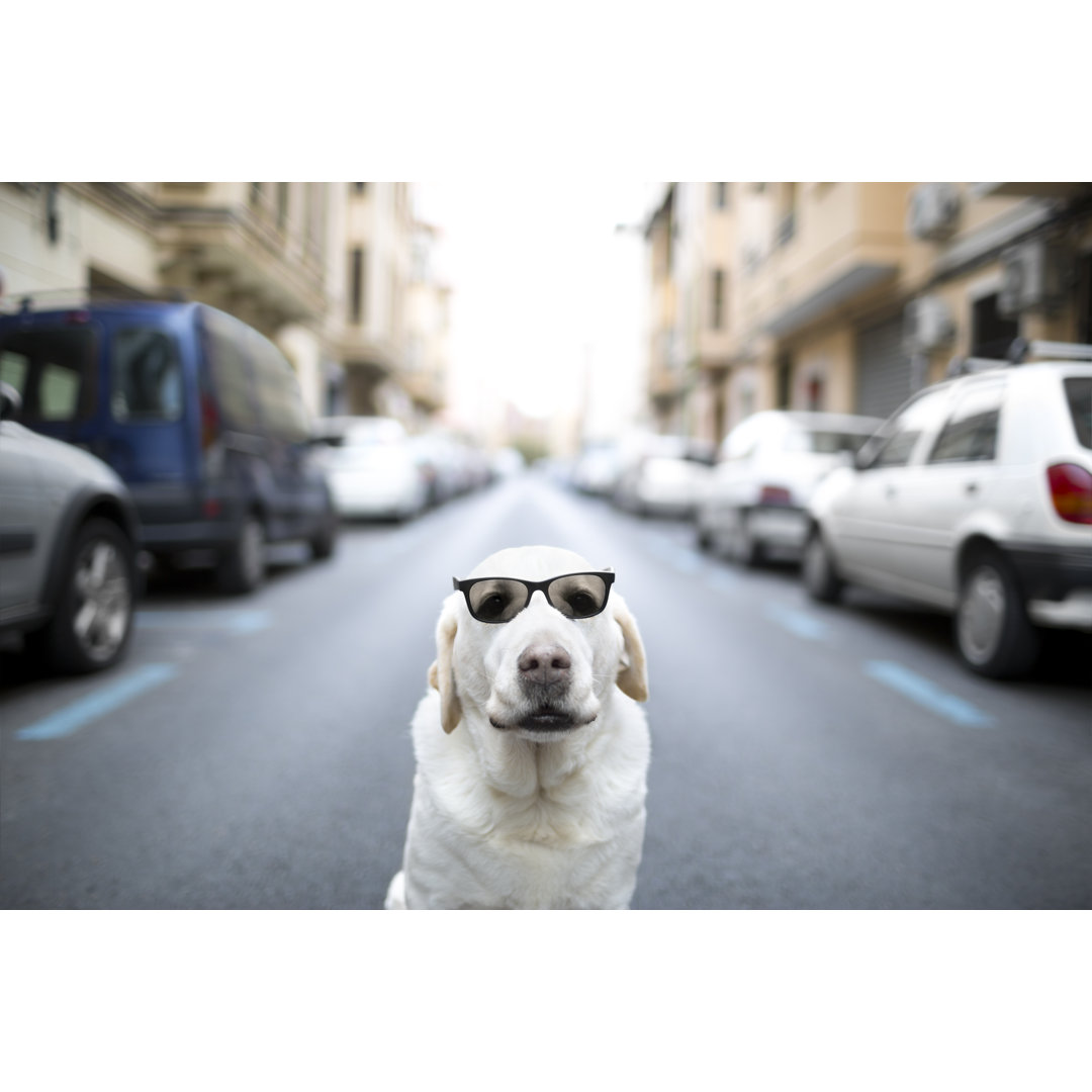 Hund mit Sonnenbrille 174824394