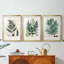 Fougères de collection VI - impression encadrée sur mesure de qualité supérieure - 3 pièces-706089854-706089855