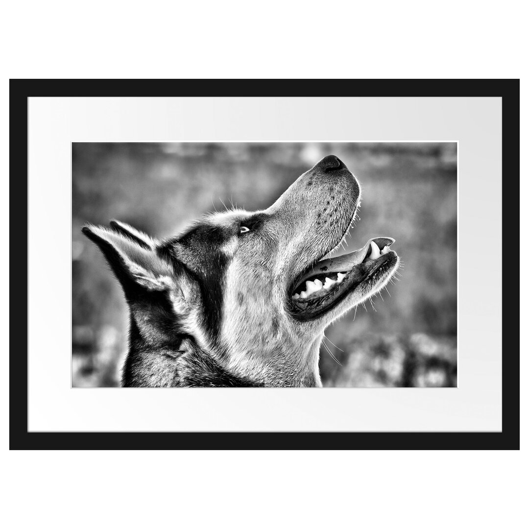 Gerahmtes Poster Husky von der Seite