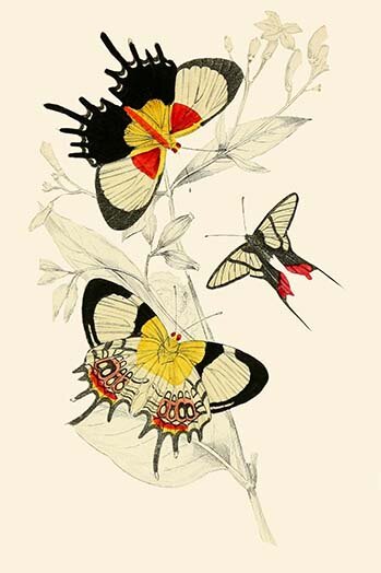 Buyenlarge European Butterflies And Moths by James Duncan Print | Wayfair