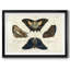 «Crackled Butterflies IV», reproduction d'art encadrée-832285835-832285834