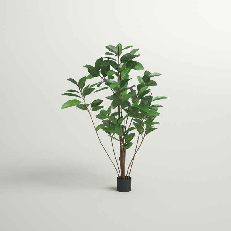 Arbre en pot de caoutchouc