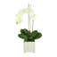 Orchid Floral Arrangement in Pot