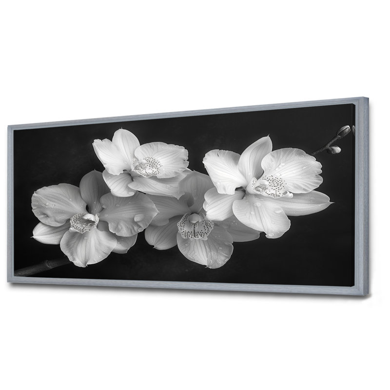 Art botanique noir et orchidées photo II - Orchidées murales, Encadrement argenté, 24" H x 32" W