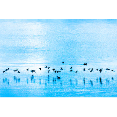 Flock of birds