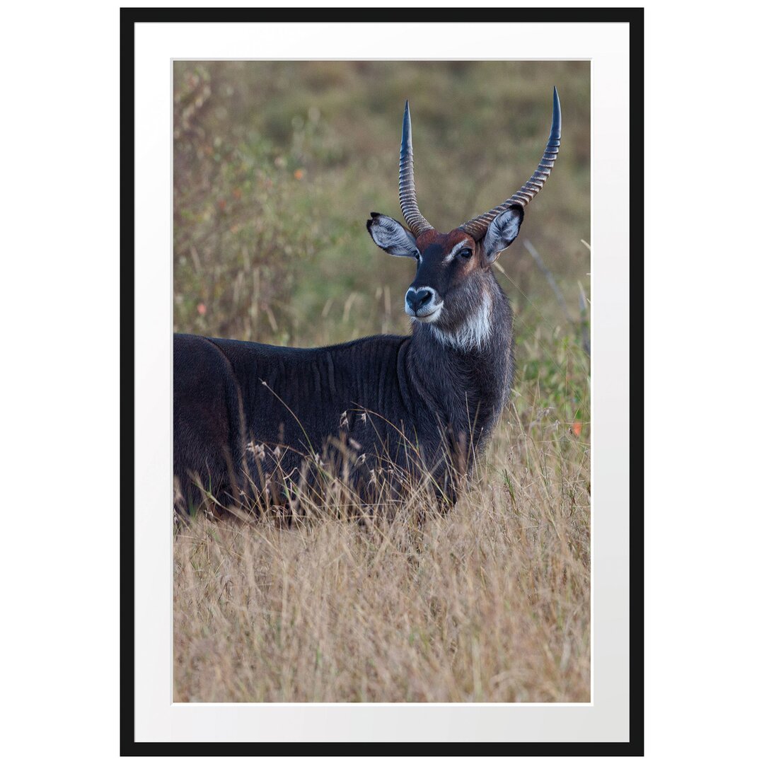 Gerahmtes Poster Ausgewachsene Dorkasgazelle