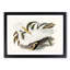 Australian Egret by Elizabeth Gould - Single Picture Frame Painting-55456811-55456815