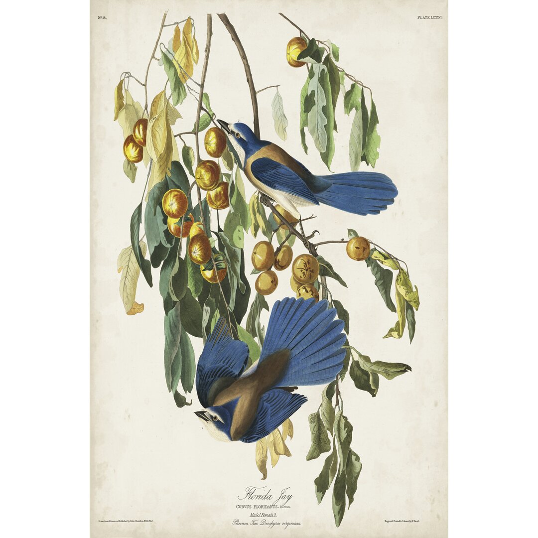 Leinwandbild Pl 87 Florida Jay von John Audubon