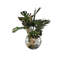 Monstera Leaves and Driftwood in Moon Vase