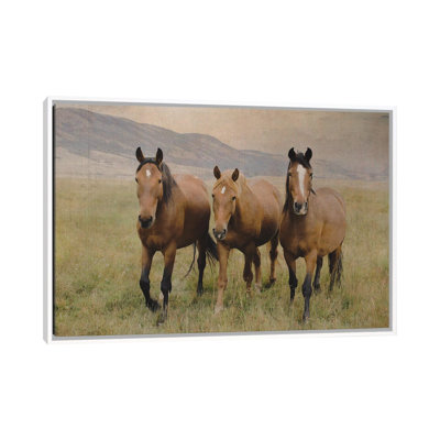 Three Friendly Mustangs by Rhonda Thompson - Floater Frame Print on Canvas