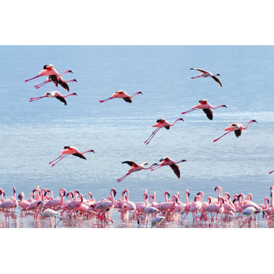 Flying Flamingo d'Ivanmateev