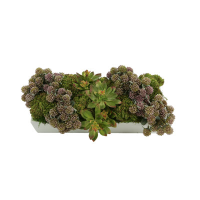 Plantes grasses et Sedum disposées en pot de fibres