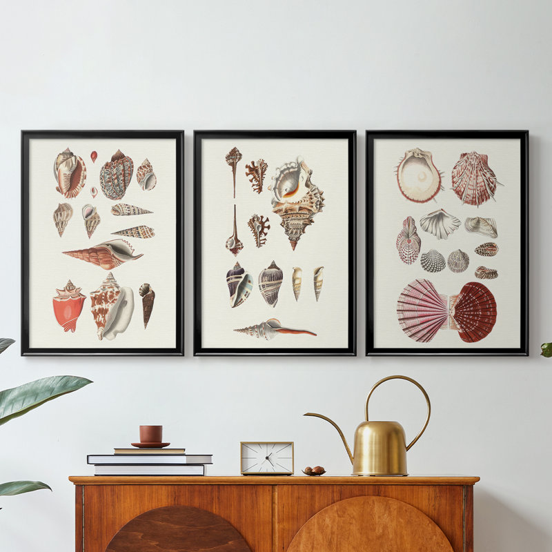 Shell Collection IV  -Custom Framed  Wrapped Gallery Canvas - 3 Pieces, 15" H x 19" W, Black