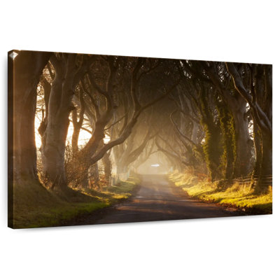 Mehar Pathway to the Woods
