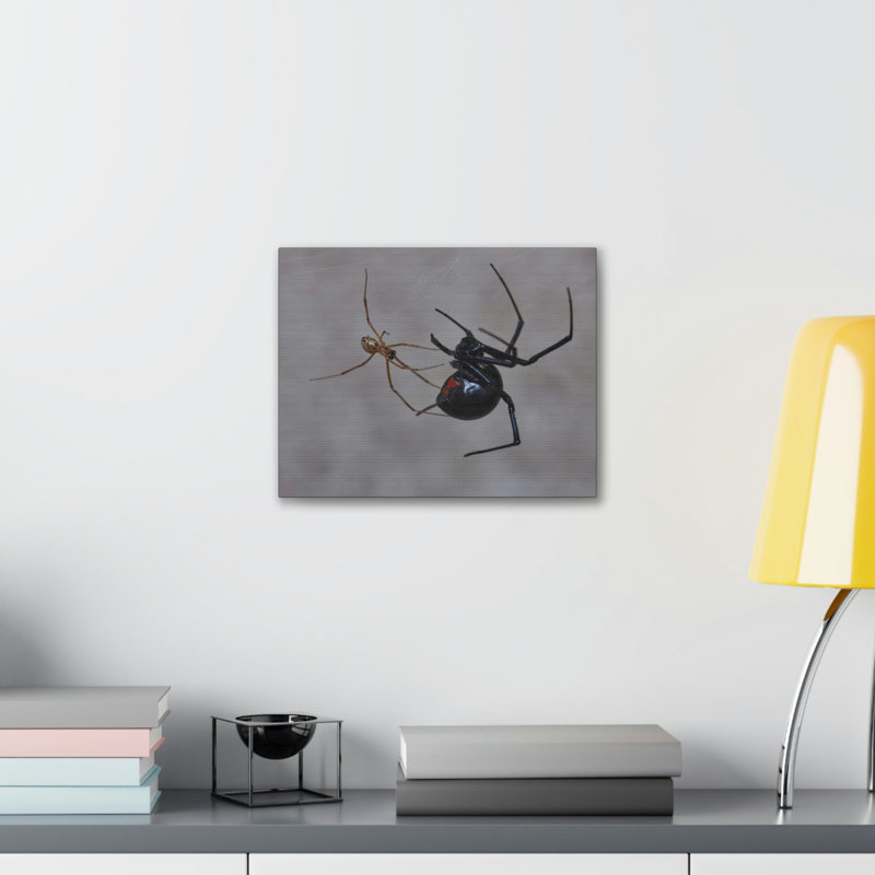 Veuve, araignée, couple, veuve, araignée, reproduction, art mural, H 11 po x l 14 po
