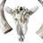 Real Longhorn Skull