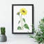 Trumpet Stalked Sunflowers - Framed Print-55642232-55642236
