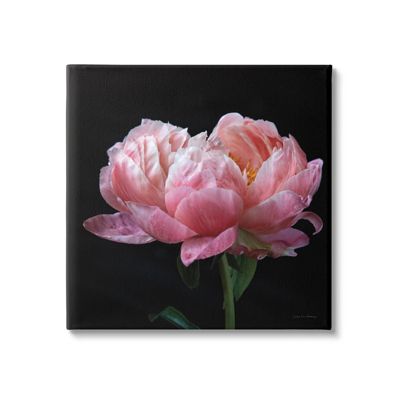 «Blooming Rose On Black on Canvas» par Debra Van Swearingen, reproduction, H 24 po x l 24 po x P 1,5 po
