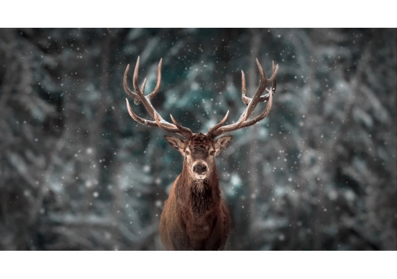 Wrapped Canvas Print, 50.8cm H x 76.2cm W
