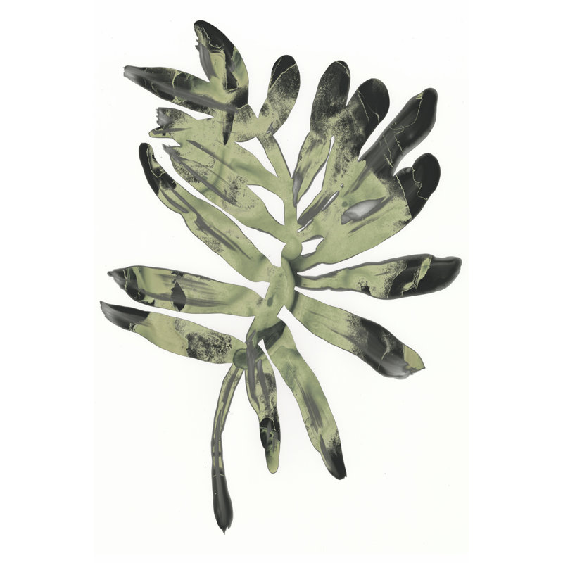 Foliage Fossil V by June Erica Vess - Wrapped Canvas Print, 46cm H x 30cm W x 3.8cm D