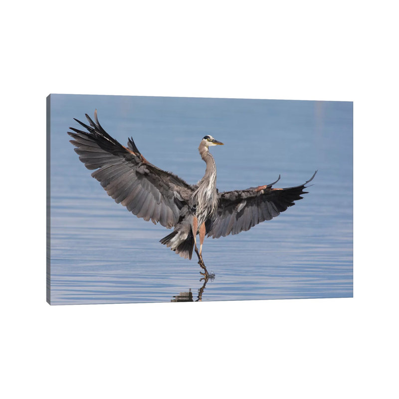Great Blue Heron Alighting by Ken Archer - Wrapped Canvas Print, 20.32 cm H x 30.48 cm W