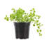 Live Green Baby Tears Pilea Plant-72624850-72624851