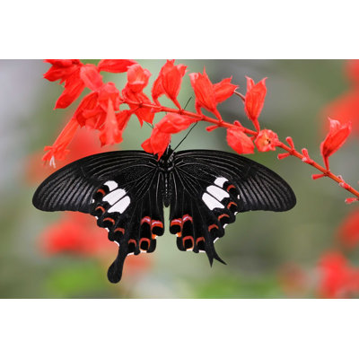 " Malaysian Butterfly " by Smithore