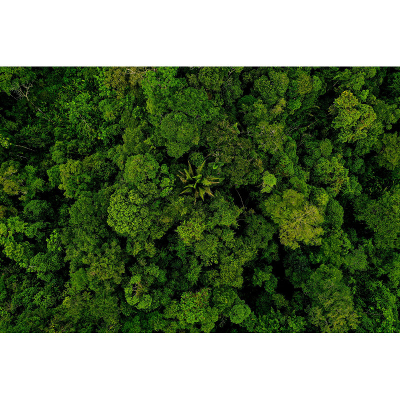 Forêt tropicale, L 12 po x H 8 po
