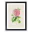 Pink Camellia Flower Illustration - Framed Print-55616258-55616262