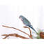 Pied de sol en forme d'arbre n ° 2 Coffeawood