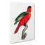 A Purple-Naped Lory by F. Levaillant - Wrapped Canvas Painting-55368385