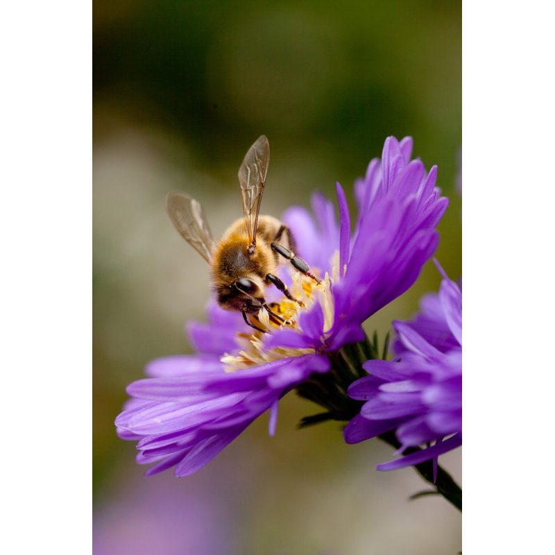 Bee Feeding On Flower by Ahavelaar - Wrapped Canvas Print, 122cm H x 81cm W