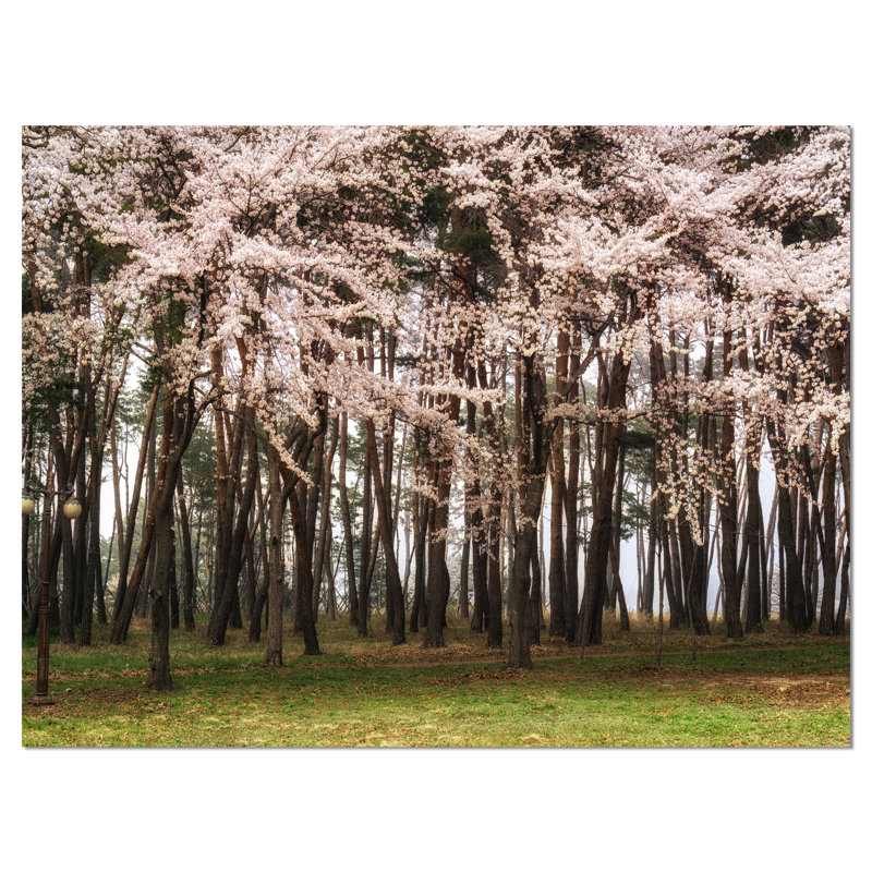 «Cherry Blossoms in Pine Tree», reproduction de photo sur toile tendue, H 8 po x l 12 po x P 1 po